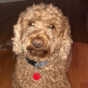 Meet your Posher, Ella